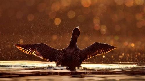 苏必利尔国家森林中一只常见的潜鸟，明尼苏达州 (© Jim Brandenburg/Minden Pictures) Bing Everyday Wallpaper 2019-09-19
/tmp/UploadBetalOpy4W [Bing Everyday Wall Paper 2019-09-19] url = http://www.bing.com/th?id=OHR.CommonLoon_ZH-CN5437917206_1920x1080.jpg

File Size (KB): 327.02 KB
Last Modified: November 26 2021 18:39:33
