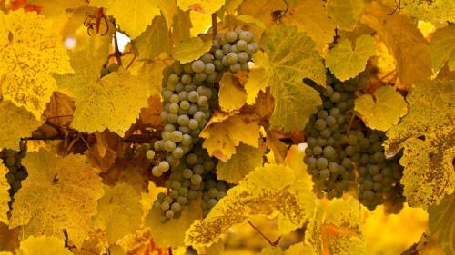 Gewürztraminer grapes at autumn harvest, Okanagan Valley, B.C., Canada (© Henry Georgi/age fotostock) Bing Everyday Wallpaper 2019-09-22
/tmp/UploadBetaadbmwL [Bing Everyday Wall Paper 2019-09-22] url = http://www.bing.com/th?id=OHR.OkanaganGrapes_ROW0872482251_1920x1080.jpg

File Size (KB): 329.32 KB
Last Modified: November 26 2021 18:39:30
