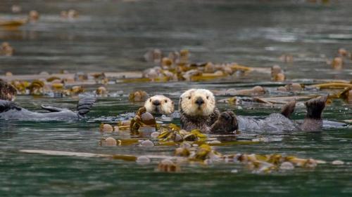 Sea otters in Alaska’s Inside Passage (© Erika Skogg/Getty Images) Bing Everyday Wallpaper 2019-09-27
/tmp/UploadBetaZa5t7U [Bing Everyday Wall Paper 2019-09-27] url = http://www.bing.com/th?id=OHR.KelpKeepers_EN-US5470053461_1920x1080.jpg

File Size (KB): 316.41 KB
Last Modified: November 26 2021 18:39:34
