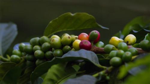 ｢コーヒーチェリー｣コロンビア, キンディオ (© The Colombian Way Ltda/Getty Images) Bing Everyday Wallpaper 2019-10-01
/tmp/UploadBetaAEmehr [Bing Everyday Wall Paper 2019-10-01] url = http://www.bing.com/th?id=OHR.CoffeeCherries_JA-JP2197034884_1920x1080.jpg

File Size (KB): 281.76 KB
Last Modified: November 26 2021 18:39:08
