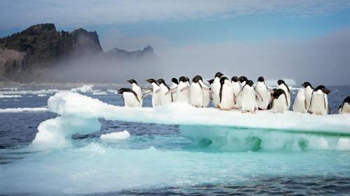 Adélie penguins at Possession Island, Antarctica (© Tui De Roy/Minden Pictures) Bing Everyday Wallpaper 2019-10-02
/tmp/UploadBetaFzxdYs [Bing Everyday Wall Paper 2019-10-02] url = http://www.bing.com/th?id=OHR.AdelieBreeding_EN-GB4932004342_1920x1080.jpg

File Size (KB): 283.11 KB
Last Modified: November 26 2021 18:39:04
