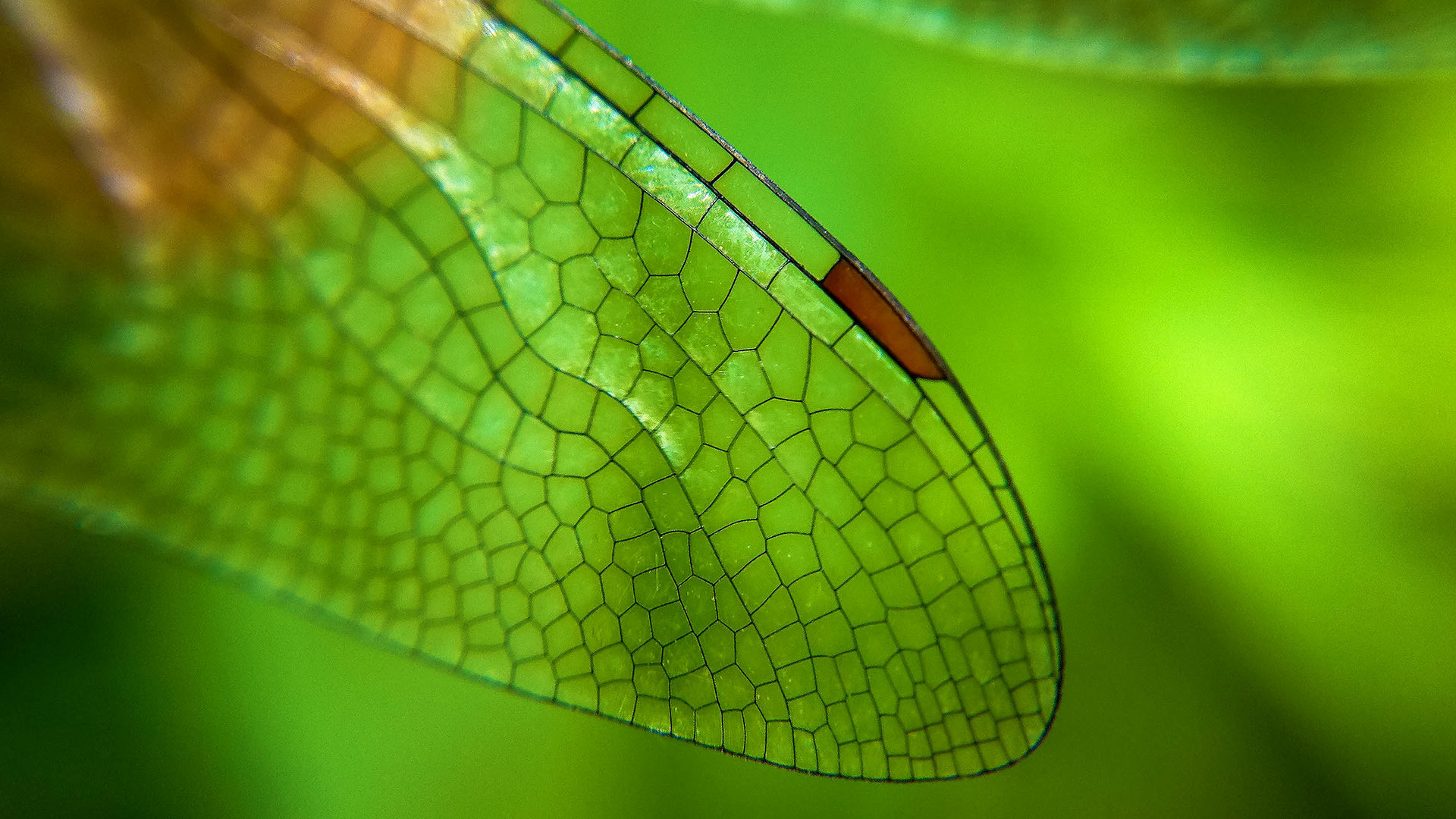 Close Up Of A Dragonfly Wing C Azwar Thaufeeq 500px Getty Images Bing Everyday Wallpaper 2019 10 13