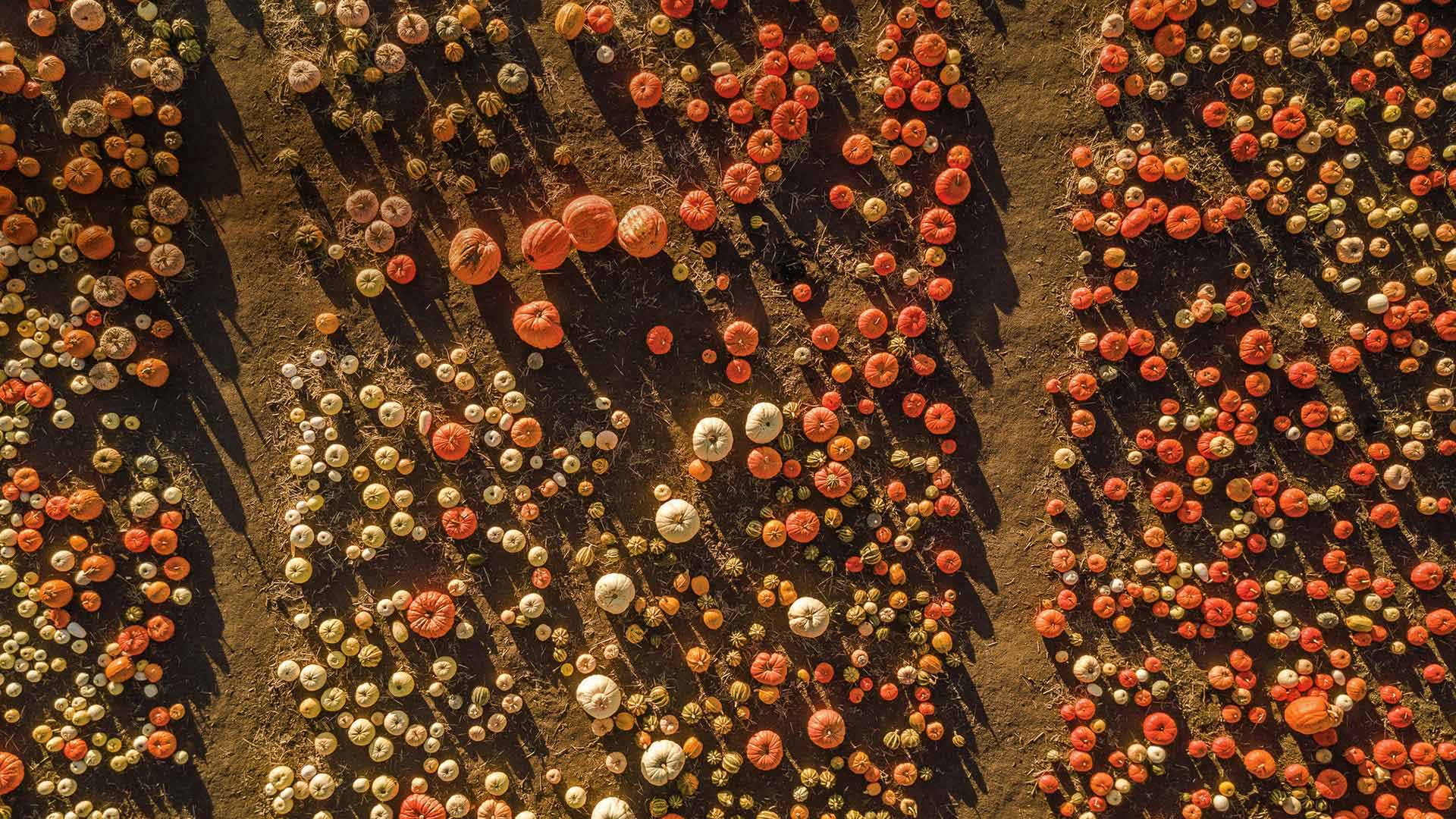 半月湾南瓜地鸟瞰图，加利福尼亚 (© Tinker Street/Michael O'Neal/Gallery Stock) Bing Everyday Wallpaper 2019-10-19, 00mxho [Bing Everyday Wall Paper 2019-10-19] url = http://www.bing.com/th?id=OHR.HalfMoonBayPumpkin_ZH-CN6219747714_1920x1080.jpg