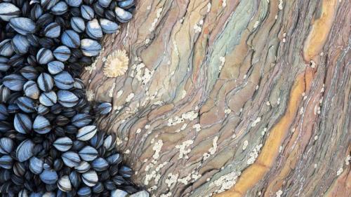 Colony of Common Mussels (Mytilus edulis) growing on striated rock formation exposed at low tide. Cornwall, England. (© Alex Hyde/Minden Pictures) Bing Everyday Wallpaper 2019-10-21
/tmp/UploadBetaZ5NqfO [Bing Everyday Wall Paper 2019-10-21] url = http://www.bing.com/th?id=OHR.MusselsCornwall_EN-GB2528705256_1920x1080.jpg

File Size (KB): 328.18 KB
Last Modified: November 26 2021 18:39:04
