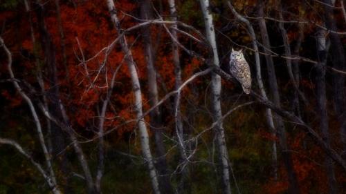 ｢紅葉とアメリカワシミミズク｣カナダ, アルバータ州 (© Ambre Haller/Getty Images) Bing Everyday Wallpaper 2019-10-30
/tmp/UploadBetawYW4nm [Bing Everyday Wall Paper 2019-10-30] url = http://www.bing.com/th?id=OHR.AlbertaOwl_JA-JP0848495144_1920x1080.jpg

File Size (KB): 332.45 KB
Last Modified: November 26 2021 18:39:07
