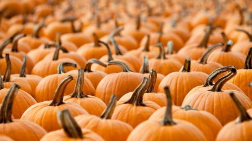 ｢パンプキン・パッチ｣ (© pianisssimo/iStock/Getty Images Plus) Bing Everyday Wallpaper 2019-10-31
/tmp/UploadBetaOzMd0K [Bing Everyday Wall Paper 2019-10-31] url = http://www.bing.com/th?id=OHR.PumpkinPatch__JA-JP3310559769_1920x1080.jpg

File Size (KB): 304.06 KB
Last Modified: November 26 2021 18:39:15
