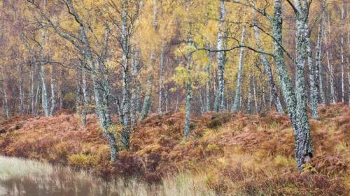 Silver birch (Betula pendula) woodland, Craigellachie National Nature Reserve, Scotland (© Nature Picture Library/Alamy Stock Photo) Bing Everyday Wallpaper 2019-11-02
/tmp/UploadBetaR3IcoK [Bing Everyday Wall Paper 2019-11-02] url = http://www.bing.com/th?id=OHR.SilverBirch_EN-GB5075805778_1920x1080.jpg

File Size (KB): 326.9 KB
Last Modified: November 26 2021 18:39:17
