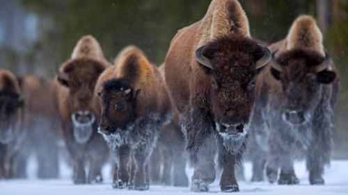 Bison at Yellowstone National Park, Wyoming (© Danny Green/Minden Pictures) Bing Everyday Wallpaper 2019-11-03
/tmp/UploadBetahYMe48 [Bing Everyday Wall Paper 2019-11-03] url = http://www.bing.com/th?id=OHR.BisonYNP_EN-US6892931697_1920x1080.jpg

File Size (KB): 329.37 KB
Last Modified: November 26 2021 18:39:21
