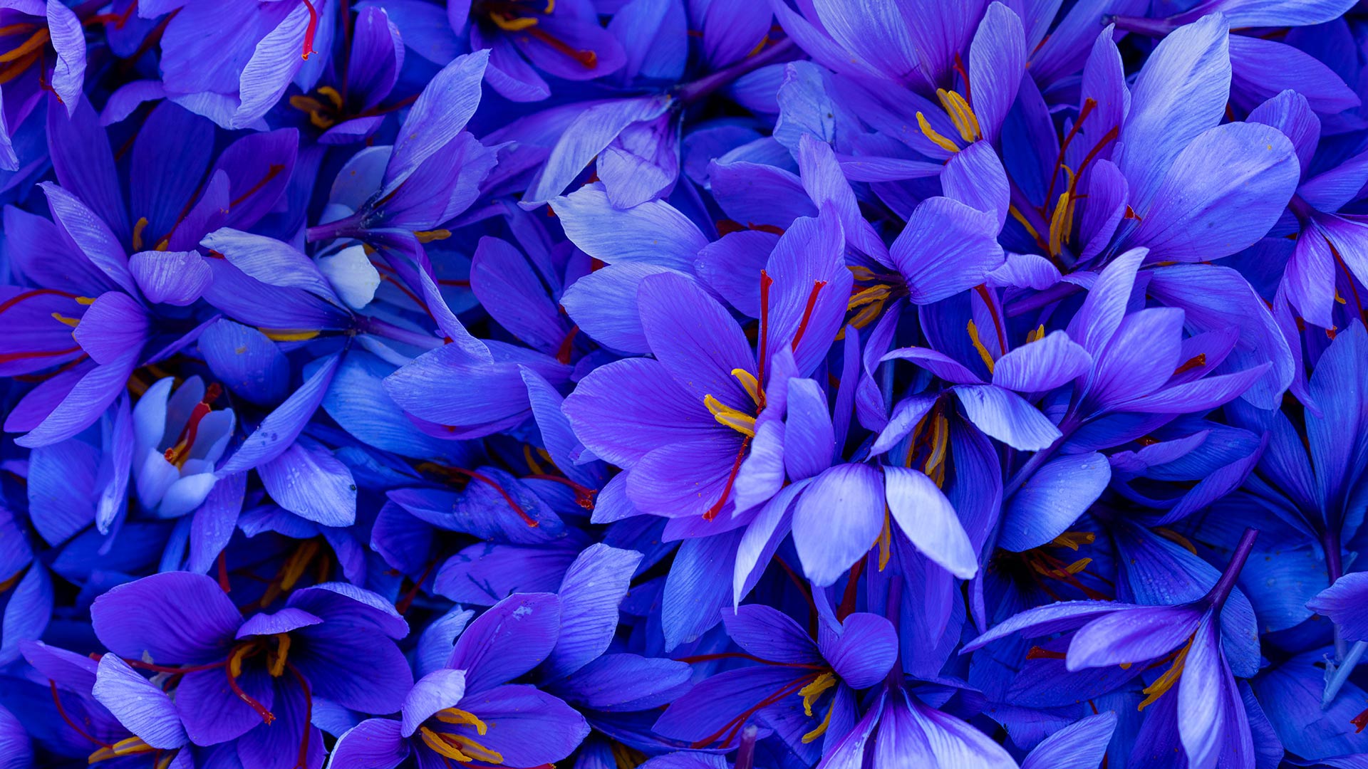 Saffron flowers in Spain (© Juan-Carlos Munoz/Minden Pictures) Bing Everyday Wallpaper 2019-11-03, l9zPDY [Bing Everyday Wall Paper 2019-11-03] url = http://www.bing.com/th?id=OHR.CrocusSativus_EN-AU0537279418_1920x1080.jpg