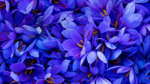 Saffron flowers in Spain (© Juan-Carlos Munoz/Minden Pictures) Bing Everyday Wallpaper 2019-11-03
/tmp/UploadBetal9zPDY [Bing Everyday Wall Paper 2019-11-03] url = http://www.bing.com/th?id=OHR.CrocusSativus_EN-AU0537279418_1920x1080.jpg

File Size (KB): 331.1 KB
Last Modified: November 26 2021 18:39:21
