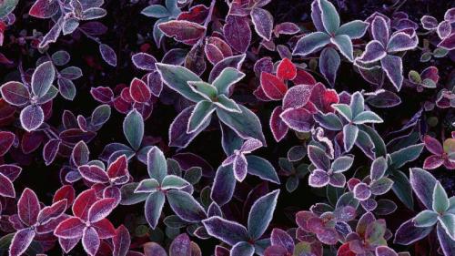 蓝莓植物上的霜，加拿大新不伦瑞克 (© Freeman Patterson/Masterfile) Bing Everyday Wallpaper 2019-11-10
/tmp/UploadBetaUfBeys [Bing Everyday Wall Paper 2019-11-10] url = http://www.bing.com/th?id=OHR.BlueberryFrost_ZH-CN0971529753_1920x1080.jpg

File Size (KB): 283.09 KB
Last Modified: November 26 2021 18:39:22
