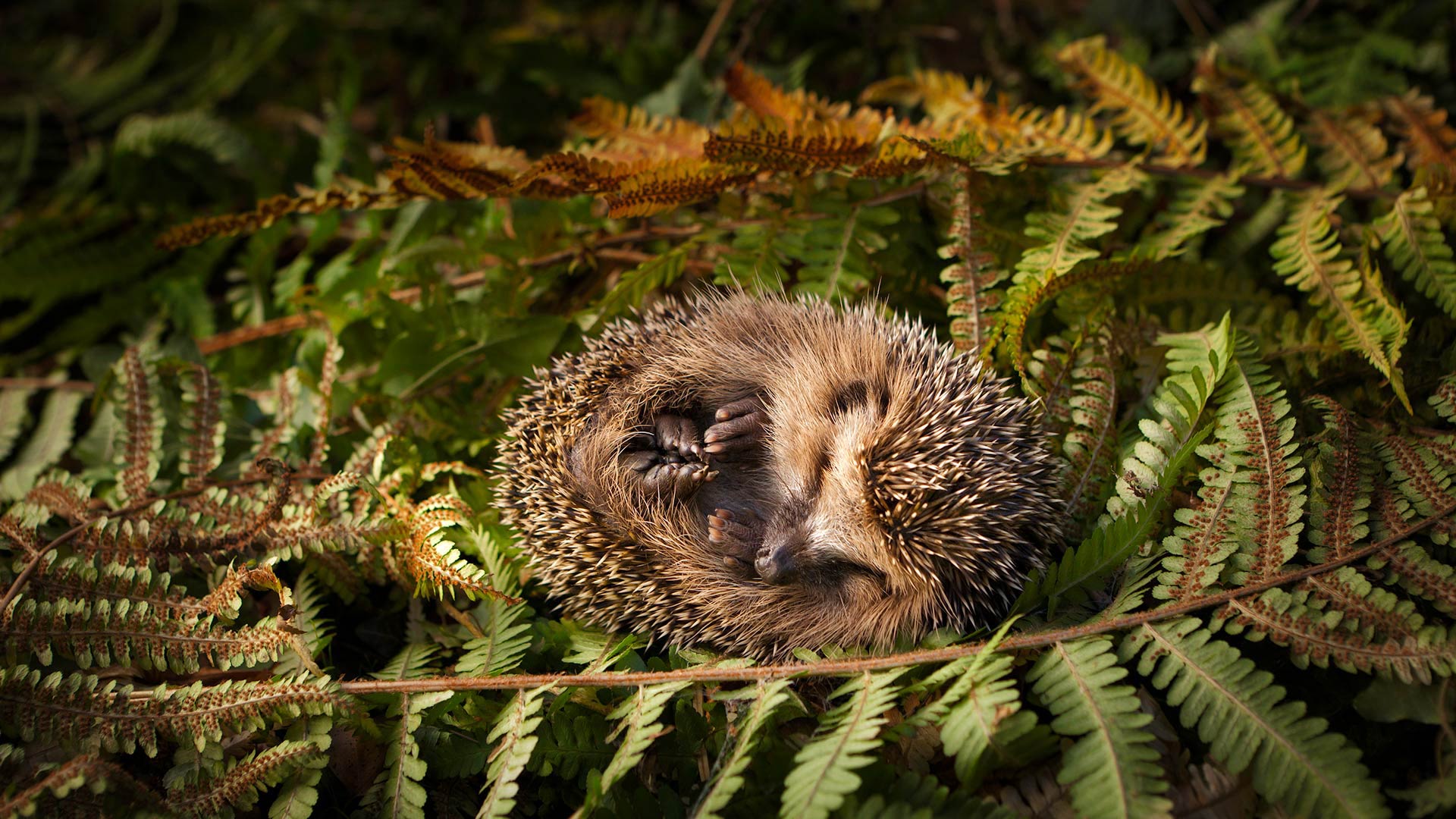 小刺猬 (© lorenzo104/Getty Images) Bing Everyday Wallpaper 2019-11-12, ja6vl2 [Bing Everyday Wall Paper 2019-11-12] url = http://www.bing.com/th?id=OHR.BabyHedgehog_ZH-CN1095415688_1920x1080.jpg
