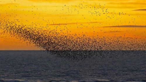 ｢ホシムクドリの群れ｣イギリス, ブラックプール (© Mediaworld Images/Alamy) Bing Everyday Wallpaper 2019-11-13
/tmp/UploadBetaPVv8Pc [Bing Everyday Wall Paper 2019-11-13] url = http://www.bing.com/th?id=OHR.Murmurations_JA-JP7607207272_1920x1080.jpg

File Size (KB): 324.28 KB
Last Modified: November 26 2021 18:39:18
