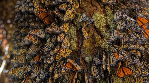 在米却肯州越冬的帝王蝶，墨西哥 (© Sylvain Cordier/Getty Images) Bing Everyday Wallpaper 2019-11-25
/tmp/UploadBetasv10ab [Bing Everyday Wall Paper 2019-11-25] url = http://www.bing.com/th?id=OHR.OverwinteringMonarchs_ZH-CN0248511586_1920x1080.jpg

File Size (KB): 280 KB
Last Modified: November 26 2021 18:39:25

