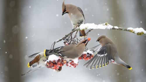 Seidenschwänze (© Berndt Fischer/Getty Images Plus) Bing Everyday Wallpaper 2019-12-09
/tmp/UploadBetaNeQi4k [Bing Everyday Wall Paper 2019-12-09] url = http://www.bing.com/th?id=OHR.Seidenschwanz_DE-DE9549250011_1920x1080.jpg

File Size (KB): 317.39 KB
Last Modified: November 26 2021 18:38:16
