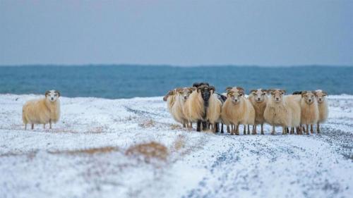 冰岛羊 (© John Porter LRPS/Alamy) Bing Everyday Wallpaper 2019-12-12
/tmp/UploadBetaDwZ5yI [Bing Everyday Wall Paper 2019-12-12] url = http://www.bing.com/th?id=OHR.SheepCoteClod_ZH-CN7630556554_1920x1080.jpg

File Size (KB): 303.29 KB
Last Modified: November 26 2021 18:38:11
