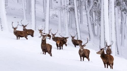 Herd of red deer stags in a snow-covered pine forest, Cairngorms National Park (© Scotland: The Big Picture/Minden Pictures) Bing Everyday Wallpaper 2019-12-14
/tmp/UploadBetalHRncd [Bing Everyday Wall Paper 2019-12-14] url = http://www.bing.com/th?id=OHR.SnowStags_EN-GB9458043442_1920x1080.jpg

File Size (KB): 318.04 KB
Last Modified: November 26 2021 18:38:12
