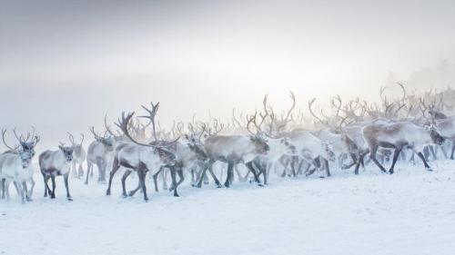 挪威的一群驯鹿 (© Lena Granefelt/plainpicture) Bing Everyday Wallpaper 2019-12-24
/tmp/UploadBetarRx6tf [Bing Everyday Wall Paper 2019-12-24] url = http://www.bing.com/th?id=OHR.ReindeerNorway_ZH-CN5913190372_1920x1080.jpg

File Size (KB): 324.16 KB
Last Modified: November 26 2021 18:38:11
