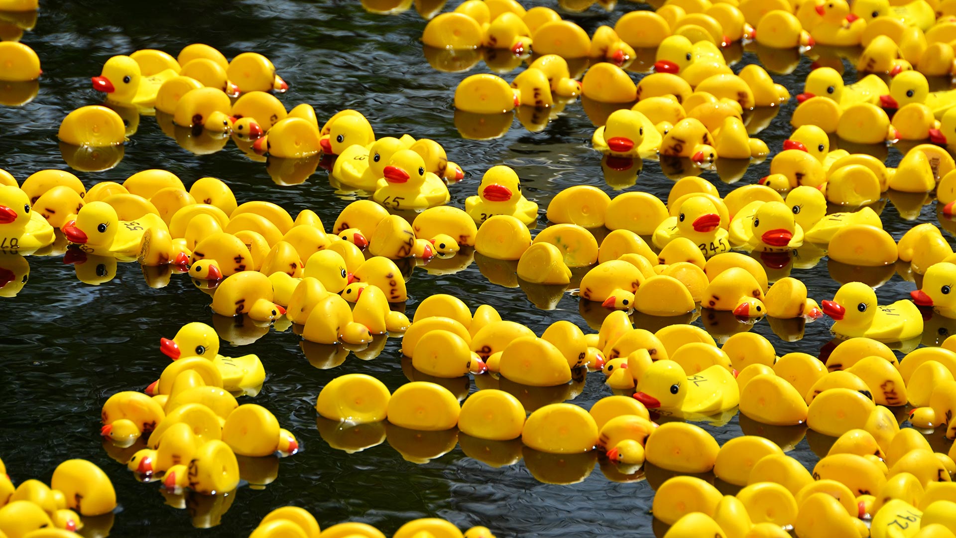 Rubber duck race for Boxing Day  (© Jessica Lynn Culver/Getty Images) Bing Everyday Wallpaper 2019-12-26, yrA5aj [Bing Everyday Wall Paper 2019-12-26] url = http://www.bing.com/th?id=OHR.RubberDucks_EN-GB5021968595_1920x1080.jpg