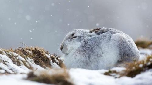 一只在暴风雪中蜷缩着的雪兔，英国苏格兰凯恩戈姆斯山脉 (© Lyle McCalmont/Getty Images) Bing Everyday Wallpaper 2020-01-01
/tmp/UploadBetaF3QmkL [Bing Everyday Wall Paper 2020-01-01] url = http://www.bing.com/th?id=OHR.SnowHare_ZH-CN9767012872_1920x1080.jpg

File Size (KB): 316.57 KB
Last Modified: November 26 2021 18:36:29
