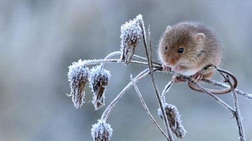 ｢カヤネズミ｣イギリス, ハートフォードシャー (© Andy Sands/Minden Pictures) Bing Everyday Wallpaper 2020-01-03
/tmp/UploadBetaFJs8iI [Bing Everyday Wall Paper 2020-01-03] url = http://www.bing.com/th?id=OHR.Mouse2020_JA-JP0132296046_1920x1080.jpg

File Size (KB): 315.16 KB
Last Modified: November 26 2021 18:36:30
