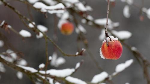 一枚红苹果挂在被大雪压断的树枝上 (© griangraf/iStock/Getty Images) Bing Everyday Wallpaper 2020-01-10
/tmp/UploadBetazVp55X [Bing Everyday Wall Paper 2020-01-10] url = http://www.bing.com/th?id=OHR.AppleDayGermany_ZH-CN1629069245_1920x1080.jpg

File Size (KB): 317.19 KB
Last Modified: November 26 2021 18:36:31

