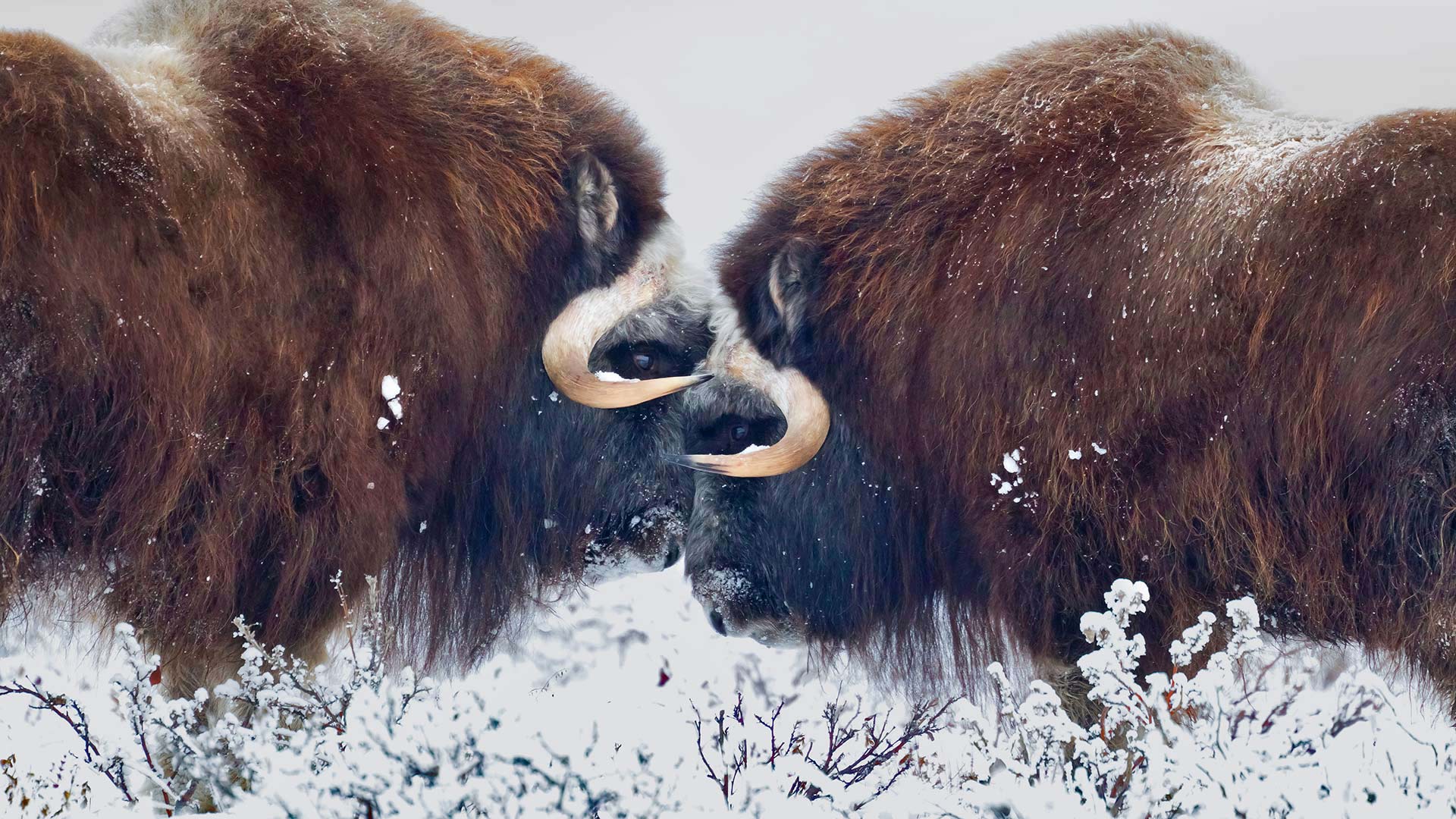 Male muskoxen near Prudhoe Bay in Alaska, USA (© Oliver Smart/Alamy) Bing Everyday Wallpaper 2020-01-13, ODQrh2 [Bing Everyday Wall Paper 2020-01-13] url = http://www.bing.com/th?id=OHR.MuskOxWinter_EN-GB0534725958_1920x1080.jpg