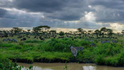 Zebras and wildebeests in the Serengeti National Park in Tanzania (© Raffi Maghdessian/Cavan Images) Bing Everyday Wallpaper 2020-01-18
/tmp/UploadBetaIse9Tv [Bing Everyday Wall Paper 2020-01-18] url = http://www.bing.com/th?id=OHR.SafariSavannah_EN-AU6600513608_1920x1080.jpg

File Size (KB): 327.63 KB
Last Modified: November 26 2021 18:36:34
