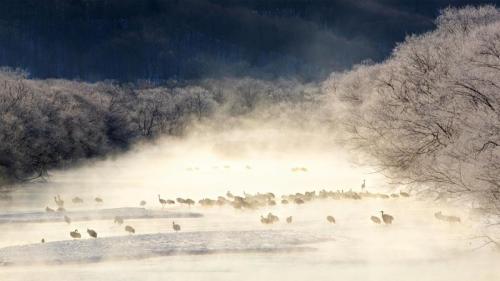 ｢けあらしの中のタンチョウ｣北海道, 雪裡川 (© Paul & Paveena Mckenzie/Gettyimages) Bing Everyday Wallpaper 2020-01-20
/tmp/UploadBetalZZF2s [Bing Everyday Wall Paper 2020-01-20] url = http://www.bing.com/th?id=OHR.TaikanCrane_JA-JP0961815497_1920x1080.jpg

File Size (KB): 314.07 KB
Last Modified: November 26 2021 18:36:32
