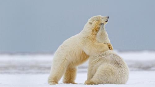 Polar bear cubs playing in Kaktovik, Alaska (© Martin Smart/Alamy) Bing Everyday Wallpaper 2020-01-21
/tmp/UploadBetaUuIHqa [Bing Everyday Wall Paper 2020-01-21] url = http://www.bing.com/th?id=OHR.TwoPolarBearsAlaska_ROW2306449896_1920x1080.jpg

File Size (KB): 325.61 KB
Last Modified: November 26 2021 18:36:26
