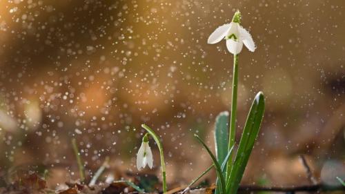 ｢雪の中のスノードロップ｣ (© Péter Hegedűs/Getty Images) Bing Everyday Wallpaper 2020-02-01
/tmp/UploadBeta3SgCj1 [Bing Everyday Wall Paper 2020-02-01] url = http://www.bing.com/th?id=OHR.SneezeSpring_JA-JP9205176204_1920x1080.jpg

File Size (KB): 316.34 KB
Last Modified: November 26 2021 18:36:08
