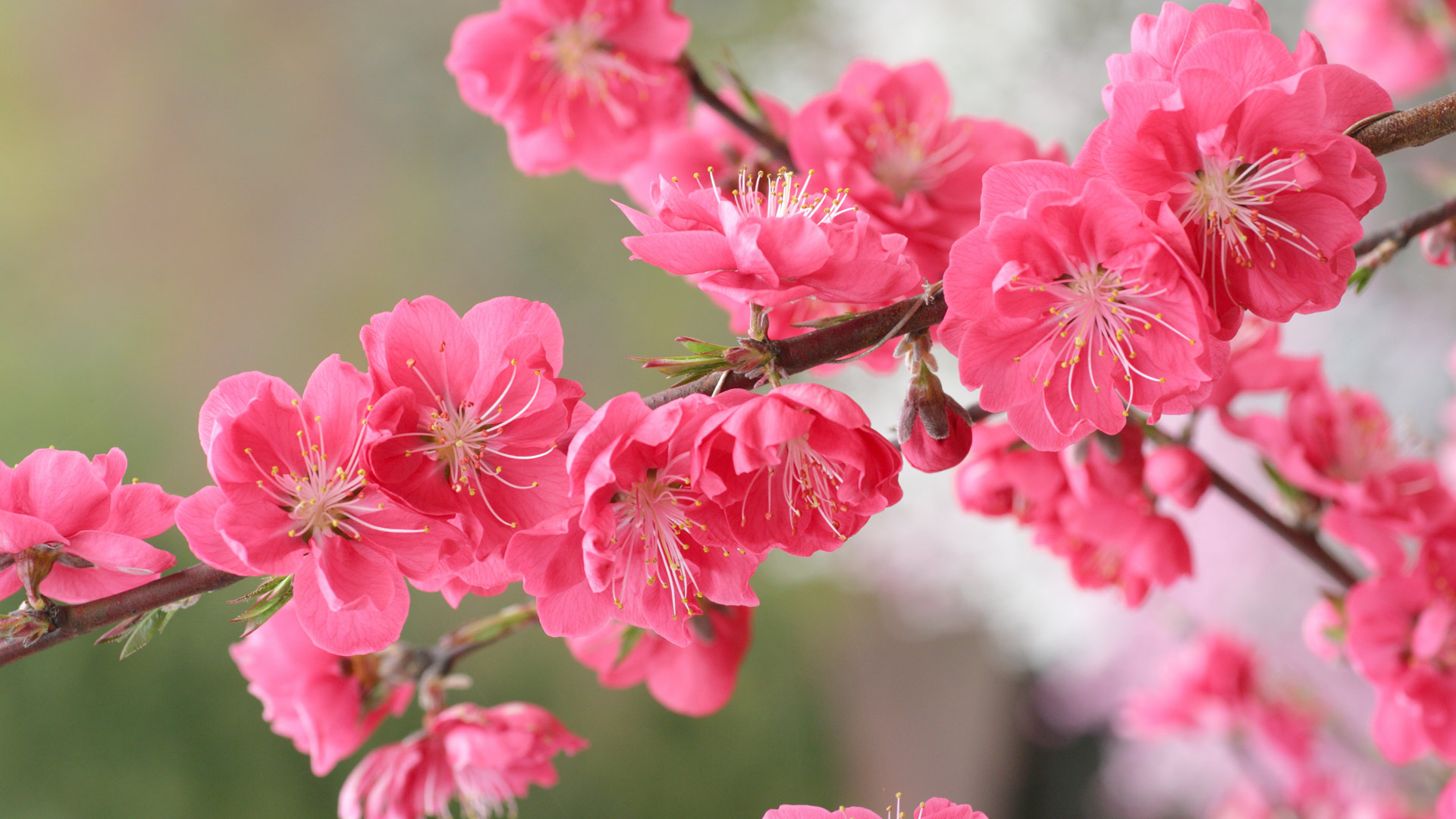 「桃の花」 (©  SHINZO HIRAI/amana images/Getty Images Plus) Bing Everyday Wallpaper 2020-02-04, SiRGdL [Bing Everyday Wall Paper 2020-02-04] url = http://www.bing.com/th?id=OHR.RisyunMomo_JA-JP9574977160_1920x1080.jpg
