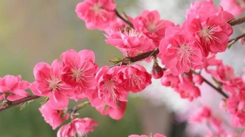 「桃の花」 (©  SHINZO HIRAI/amana images/Getty Images Plus) Bing Everyday Wallpaper 2020-02-04
/tmp/UploadBetaSiRGdL [Bing Everyday Wall Paper 2020-02-04] url = http://www.bing.com/th?id=OHR.RisyunMomo_JA-JP9574977160_1920x1080.jpg

File Size (KB): 323.89 KB
Last Modified: November 26 2021 18:36:05
