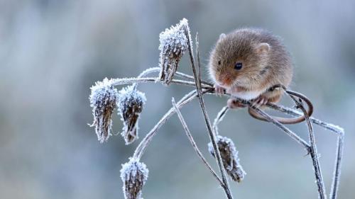 Harvest mouse climbing on frosty seedhead, Hertfordshire (© Andy Sands/Minden Pictures) Bing Everyday Wallpaper 2020-02-10
/tmp/UploadBeta2JhSu4 [Bing Everyday Wall Paper 2020-02-10] url = http://www.bing.com/th?id=OHR.Mouse2020_EN-GB3604764157_1920x1080.jpg

File Size (KB): 316.39 KB
Last Modified: November 26 2021 18:36:10
