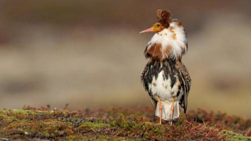Ruff (Philomachus pugnax) male for London Fashion Week  (© Loic Poidevin/Minden Pictures) Bing Everyday Wallpaper 2020-02-17
/tmp/UploadBeta5u2zQZ [Bing Everyday Wall Paper 2020-02-17] url = http://www.bing.com/th?id=OHR.RuffFashion_EN-GB0320601302_1920x1080.jpg

File Size (KB): 318.72 KB
Last Modified: November 26 2021 18:36:07
