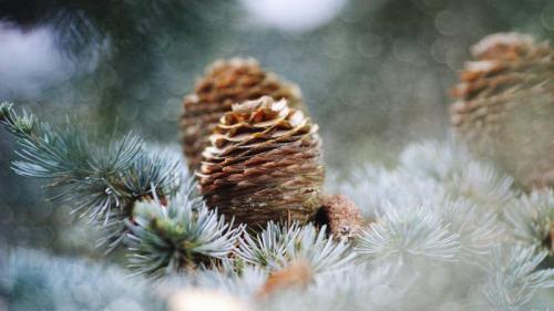 松果，荷兰 (© Marcel ter Bekke/Getty Images) Bing Everyday Wallpaper 2020-02-17
/tmp/UploadBetaWwFfVg [Bing Everyday Wall Paper 2020-02-17] url = http://www.bing.com/th?id=OHR.PineconesSwap_ZH-CN3478765581_1920x1080.jpg

File Size (KB): 327.56 KB
Last Modified: November 26 2021 18:36:07

