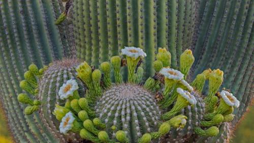 Saguaro cactus flowers, Coronado National Forest, Arizona, USA (© Jack Dykinga/Minden Pictures) Bing Everyday Wallpaper 2020-03-02
/tmp/UploadBetazYCfE4 [Bing Everyday Wall Paper 2020-03-02] url = http://www.bing.com/th?id=OHR.CarnegieaGigantea_EN-GB8287273429_1920x1080.jpg

File Size (KB): 332.92 KB
Last Modified: November 26 2021 18:36:56
