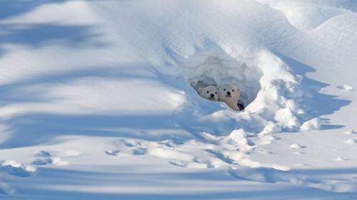 ｢雪洞に隠れるホッキョクグマの子どもたち｣カナダ, マニトバ州 (© Robert Harding/Alamy) Bing Everyday Wallpaper 2020-03-02
/tmp/UploadBetaLrqhLV [Bing Everyday Wall Paper 2020-03-02] url = http://www.bing.com/th?id=OHR.CubsEmerge_JA-JP8089790663_1920x1080.jpg

File Size (KB): 331.03 KB
Last Modified: November 26 2021 18:36:55
