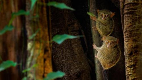榕树上的幽灵眼镜猴，印度尼西亚Tangkoko Batuangus自然保护区 (© Ondrej Prosicky/Shutterstock) Bing Everyday Wallpaper 2020-03-03
/tmp/UploadBetaD2eCfc [Bing Everyday Wall Paper 2020-03-03] url = http://www.bing.com/th?id=OHR.SpectralTarsiers_ZH-CN1108590907_1920x1080.jpg

File Size (KB): 336.01 KB
Last Modified: November 26 2021 18:36:59
