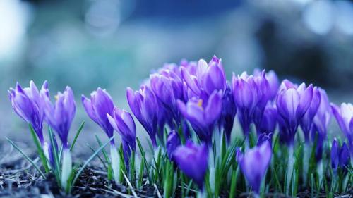 ｢クロッカス｣長野, 小諸市 (©  Hayami Yanagisawa/EyeEm) Bing Everyday Wallpaper 2020-03-05
/tmp/UploadBetamgW0aB [Bing Everyday Wall Paper 2020-03-05] url = http://www.bing.com/th?id=OHR.KeichitsuCrocuse_JA-JP7371855620_1920x1080.jpg

File Size (KB): 311.77 KB
Last Modified: November 26 2021 18:36:59
