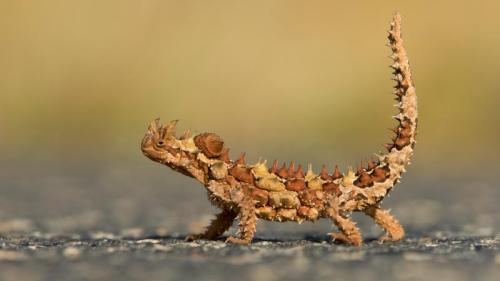 Thorny Devil (Moloch horridus) in Watarrka National Park, Northern Territory (© Yva Momatiuk and John Eastcott/Minden Pictures) Bing Everyday Wallpaper 2020-03-09
/tmp/UploadBeta3oGeOs [Bing Everyday Wall Paper 2020-03-09] url = http://www.bing.com/th?id=OHR.ThornyDevil_EN-AU0656994974_1920x1080.jpg

File Size (KB): 313.91 KB
Last Modified: November 26 2021 18:37:02
