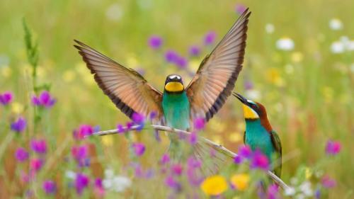European bee-eaters in the Extremadura region in Spain (© Martin Demmel/Offset) Bing Everyday Wallpaper 2020-03-15
/tmp/UploadBetaeTVHuE [Bing Everyday Wall Paper 2020-03-15] url = http://www.bing.com/th?id=OHR.SpainBeeEaters_EN-AU3248294790_1920x1080.jpg

File Size (KB): 330.21 KB
Last Modified: November 26 2021 18:36:56
