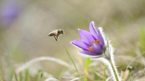 Honigbiene im Anflug auf die Blüte einer Gewöhnlichen Kuhschelle (Pulsatilla vulgaris), Oberpfalz, Bayern, Deutschland (© Radius Images/Offset) Bing Everyday Wallpaper 2020-03-20
/tmp/UploadBeta2O4CCc [Bing Everyday Wall Paper 2020-03-20] url = http://www.bing.com/th?id=OHR.BieneKuhschelle_DE-DE5945225278_1920x1080.jpg

File Size (KB): 319.77 KB
Last Modified: November 26 2021 18:37:01
