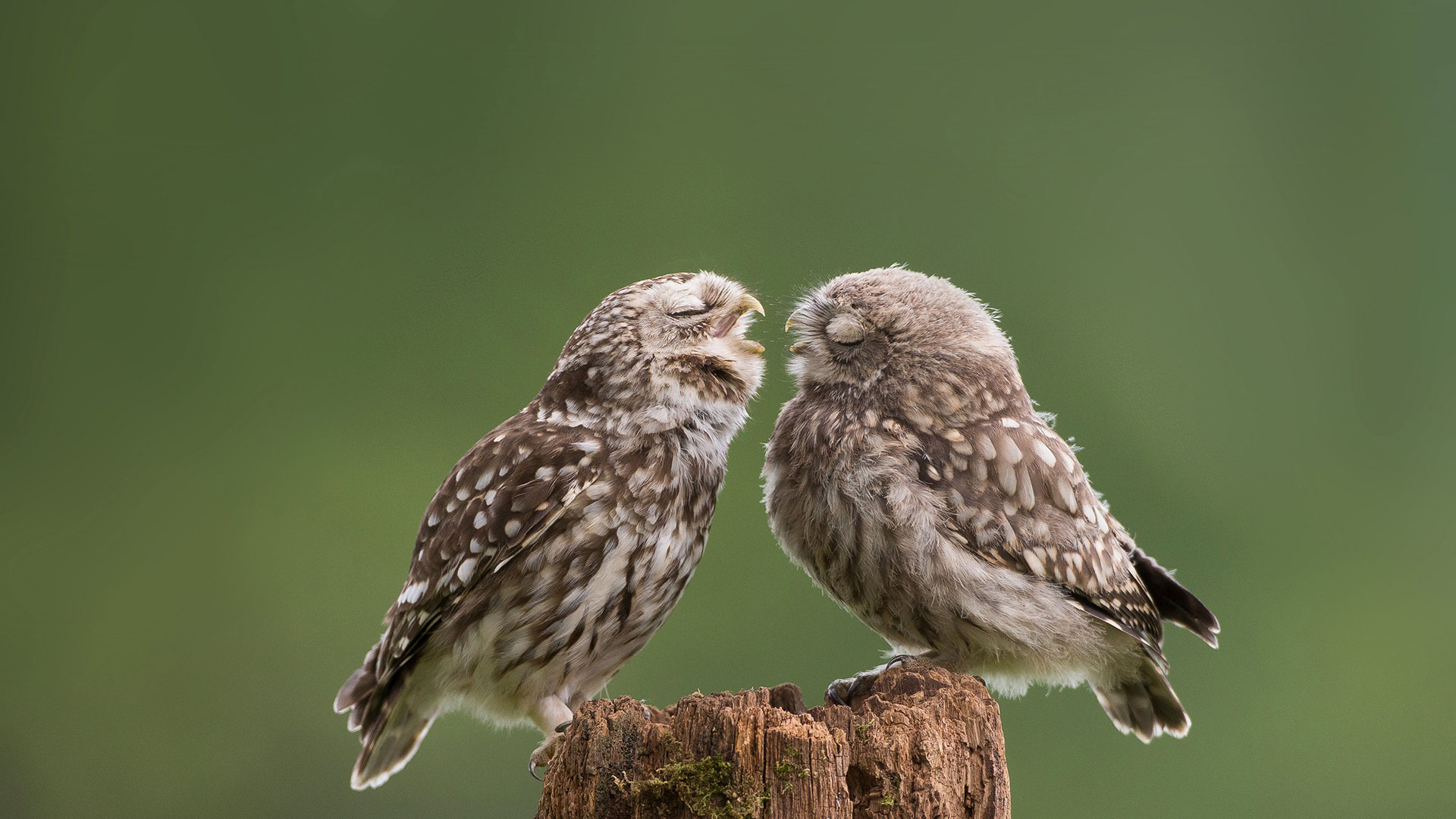 Mother owl dotes on her newborn son at their farmyard abode (© Cavan Images/Media Drum World/Laura Dyer) Bing Everyday Wallpaper 2020-03-22, miqs53 [Bing Everyday Wall Paper 2020-03-22] url = http://www.bing.com/th?id=OHR.MotherOwl_EN-GB1698955508_1920x1080.jpg