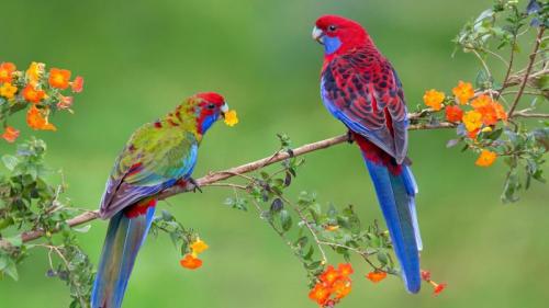 Crimson rosella with juvenile, Victoria, Australia (© Naser Alhujailan/plainpicture/Minden Pictures) Bing Everyday Wallpaper 2020-03-24
/tmp/UploadBetaejJKjN [Bing Everyday Wall Paper 2020-03-24] url = http://www.bing.com/th?id=OHR.CrimsonRosella_EN-AU9092434763_1920x1080.jpg

File Size (KB): 267.27 KB
Last Modified: November 26 2021 18:36:55
