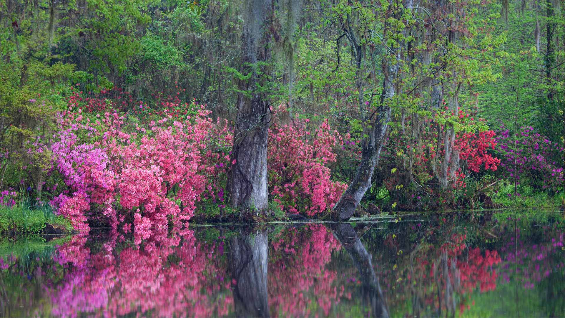 在玉兰种植园里盛开的杜鹃花，南卡罗来纳州查尔斯顿 (© Joanne Wells/Danita Delimont) Bing Everyday Wallpaper 2020-03-27, ORhIJp [Bing Everyday Wall Paper 2020-03-27] url = http://www.bing.com/th?id=OHR.CharlestonAzaleas_ZH-CN3924268565_1920x1080.jpg