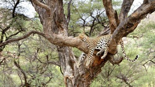 Leopard snoozing in a tree in Namibia (© M. Watsonantheo/SuperStock) Bing Everyday Wallpaper 2020-03-29
/tmp/UploadBetaoKEFjT [Bing Everyday Wall Paper 2020-03-29] url = http://www.bing.com/th?id=OHR.LeopardNamibia_EN-GB7633890518_1920x1080.jpg

File Size (KB): 319.43 KB
Last Modified: November 26 2021 18:36:54
