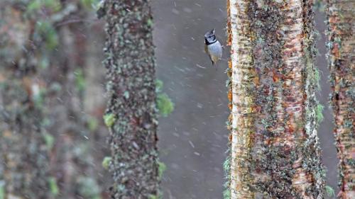 一只经受暴风雨的冠山雀，苏格兰 (© Ben Hall/Minden Pictures) Bing Everyday Wallpaper 2020-03-29
/tmp/UploadBeta1S1M8r [Bing Everyday Wall Paper 2020-03-29] url = http://www.bing.com/th?id=OHR.BorrowingDays_ZH-CN3558219803_1920x1080.jpg

File Size (KB): 322.92 KB
Last Modified: November 26 2021 18:36:54
