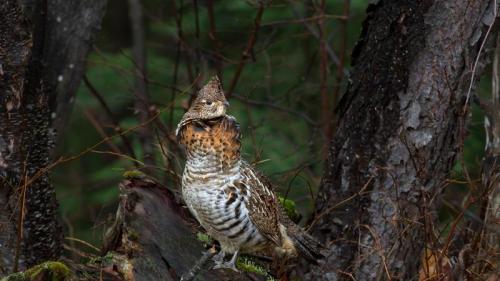 Ruffed grouse in Algonquin Provincial Park, Ontario, Canada (© Jim Cumming/Getty Images) Bing Everyday Wallpaper 2020-04-01
/tmp/UploadBetaYWiLxi [Bing Everyday Wall Paper 2020-04-01] url = http://www.bing.com/th?id=OHR.AlgonquinGrouse_EN-GB5371194287_1920x1080.jpg

File Size (KB): 312.11 KB
Last Modified: November 26 2021 18:36:00
