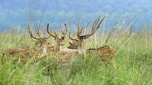Deer in the grasslands at Jim Corbett National Park, Uttarakhand, India (© FLPA/Alamy Stock Photo) Bing Everyday Wallpaper 2020-04-02
/tmp/UploadBetacGlSVx [Bing Everyday Wall Paper 2020-04-02] url = http://www.bing.com/th?id=OHR.CorbettDeer_ROW0270198120_1920x1080.jpg

File Size (KB): 321.78 KB
Last Modified: November 26 2021 18:35:58
